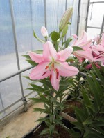 [1803 Barletta No02.JPG]